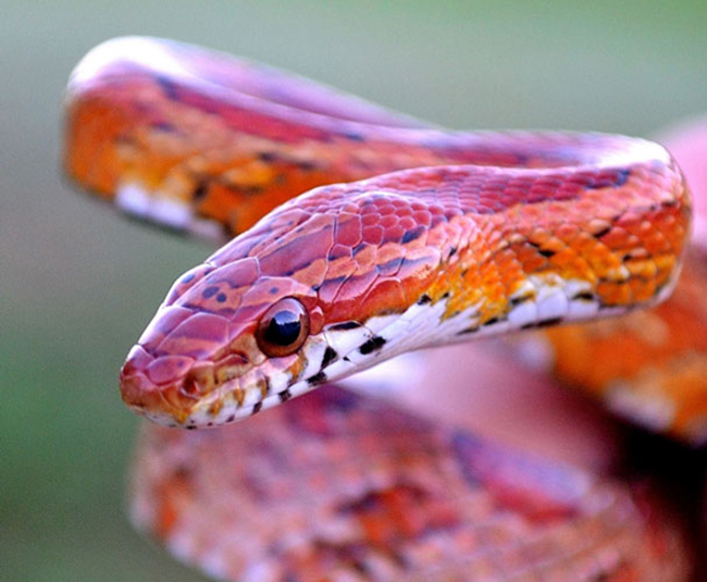 Corn Snake Pantherophis gutattus
