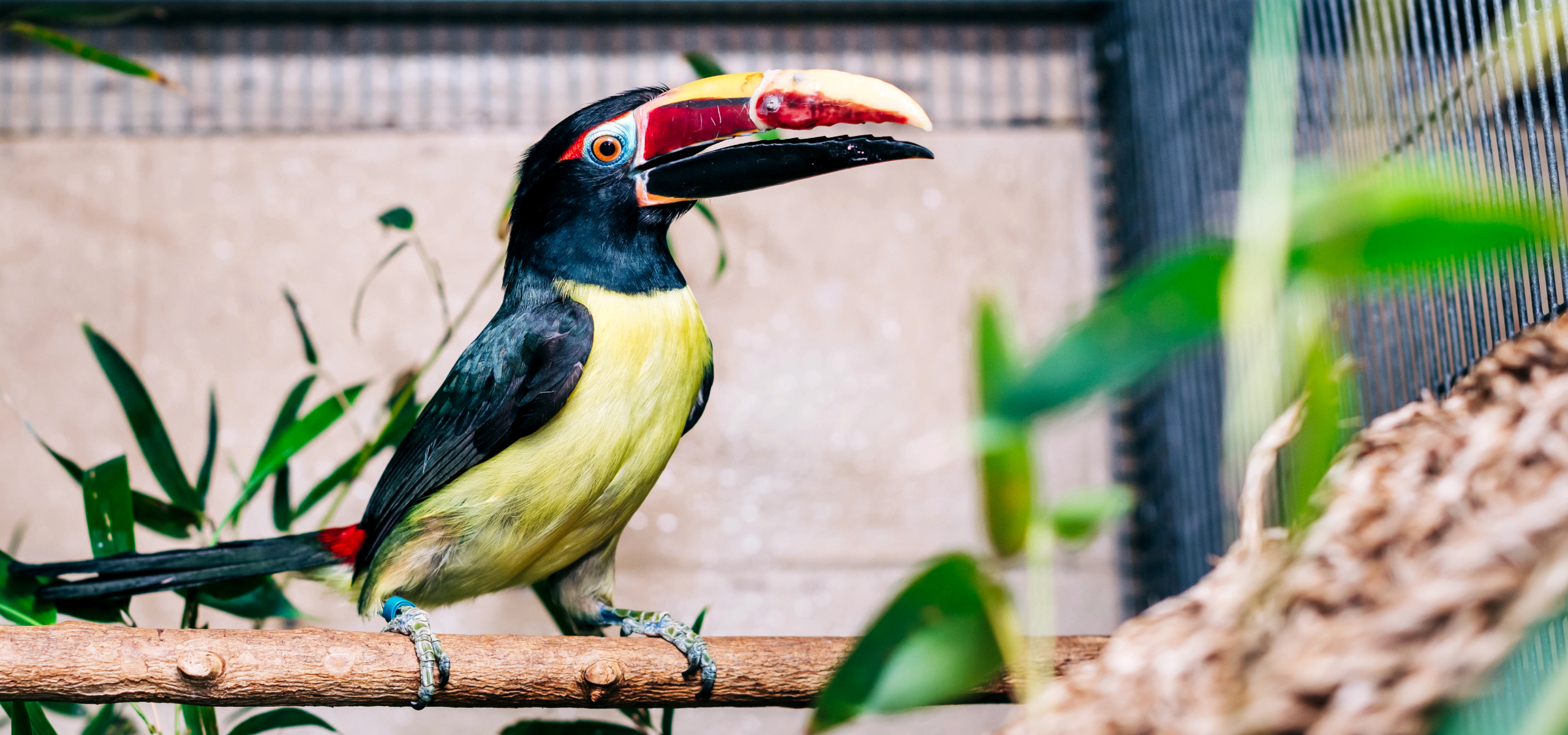 Toucan with prosthetic beak in zoo enclosure