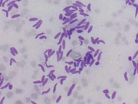 Cytopath_2.png