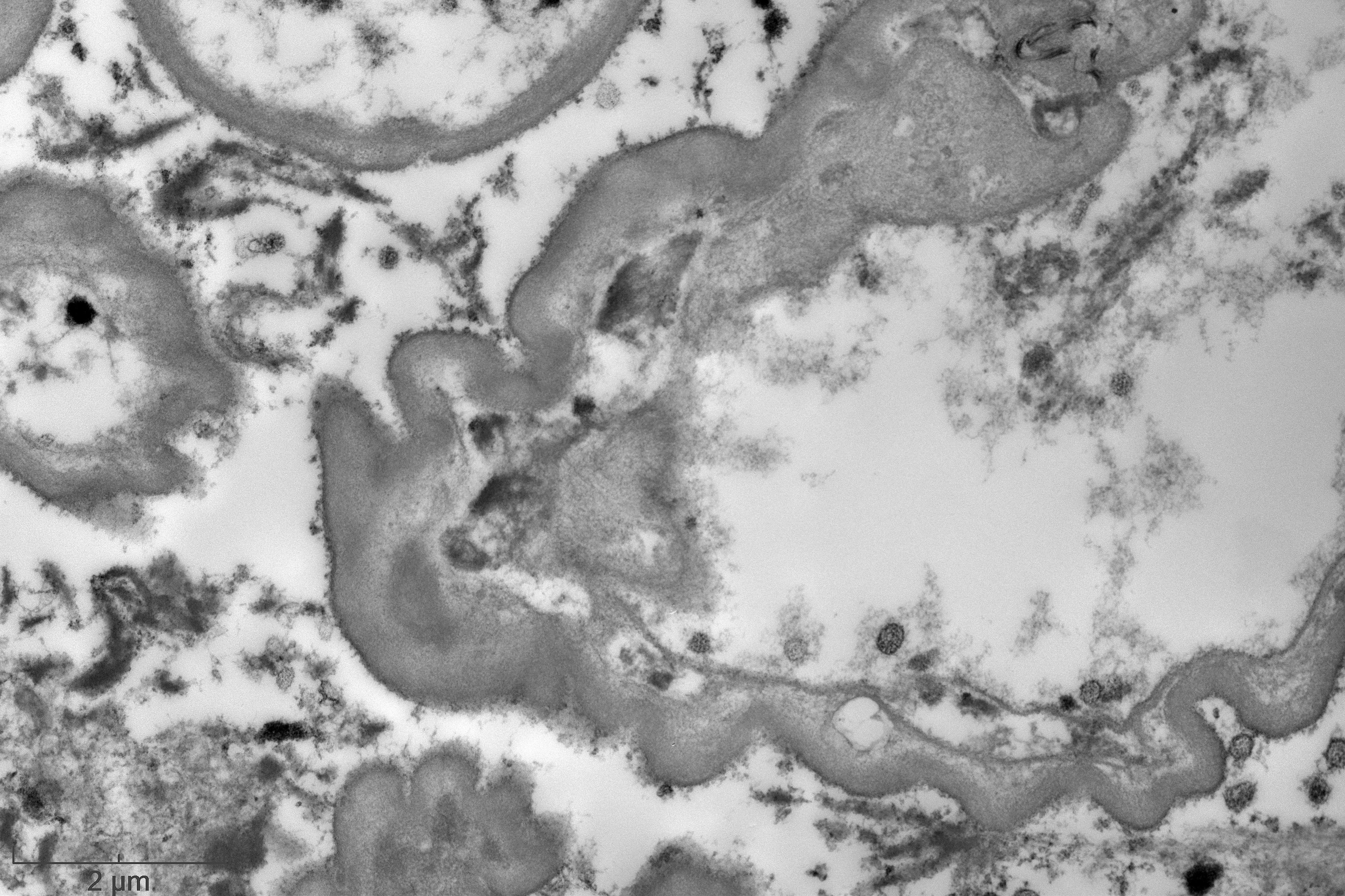 Fig c