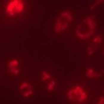 Hildreth Lab