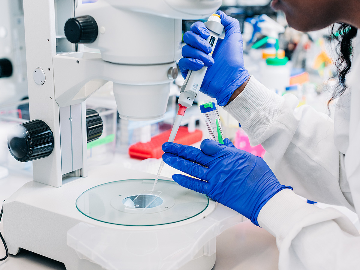 Haosheng Sun Research Laboratory. From side, a lab technician is wearing lab coat and PPE gloves is using an adjusted volume pipette to place substance on a slide on the stage plate of Nikon stereo microscope, October 2024