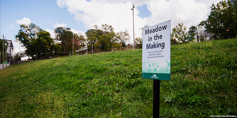 meadow inside