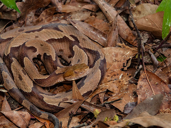 rep snakebite copperhead 550px