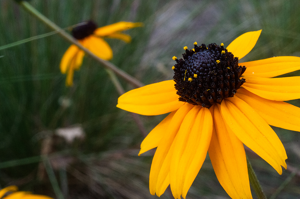 Black Eyed Susans Slider 4