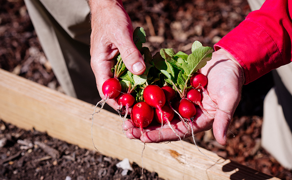 Gardens Radish   Widget
