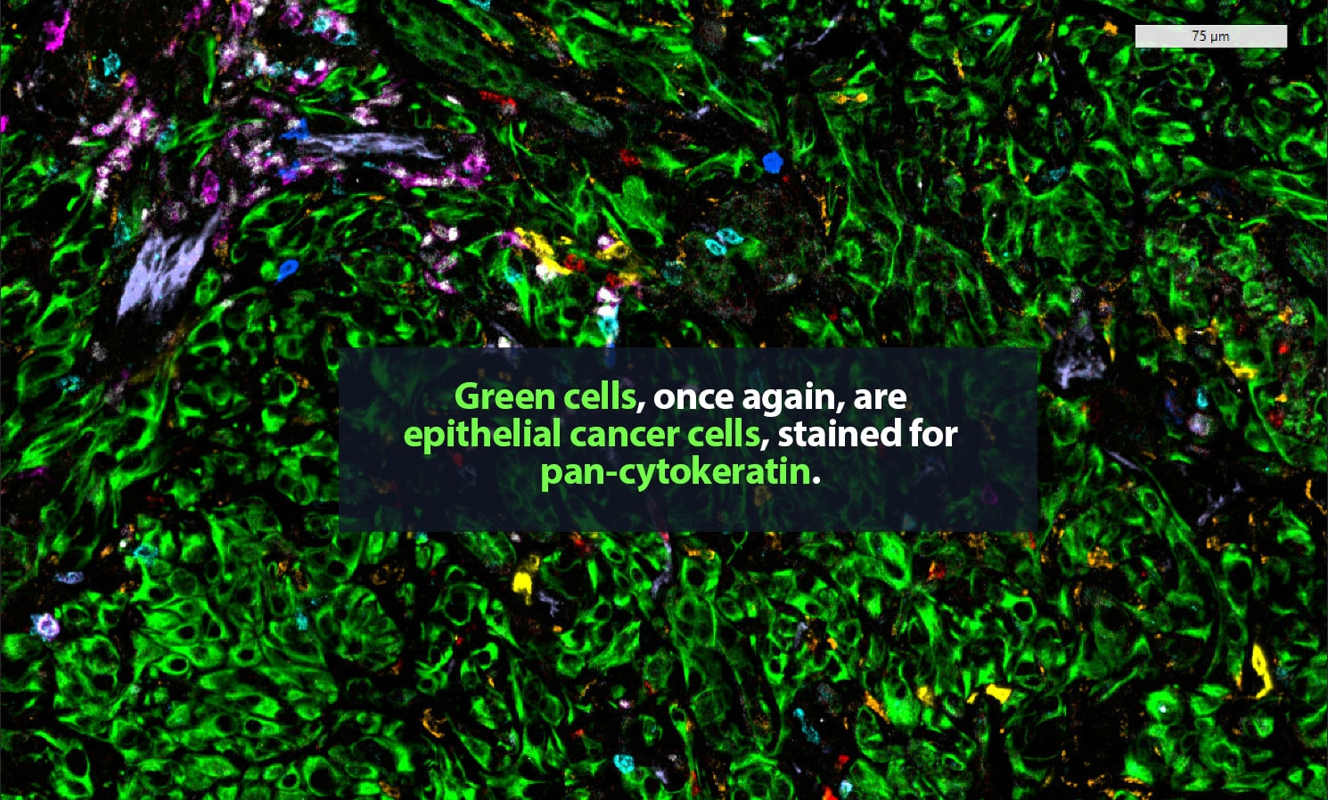 2 alt green immune 1490x898px