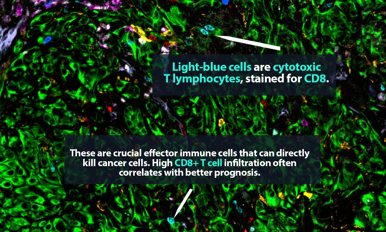 3 alt light blue immune 1490x898px