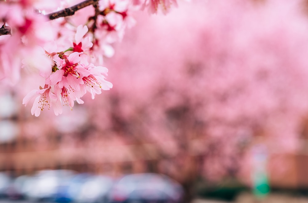 At the top left of the image, a branch with pink cherry blossoms is in focus while the rest of the frame is filled with blurred pink blossoms on other trees. At the bottom of the image is a line of parked cars.