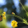 Butterfly Monarch   Widget