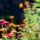 Gardens 3   Widget