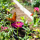 Gardens 5   Widget