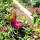 Gardens 5   Widget
