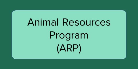 Animals Training