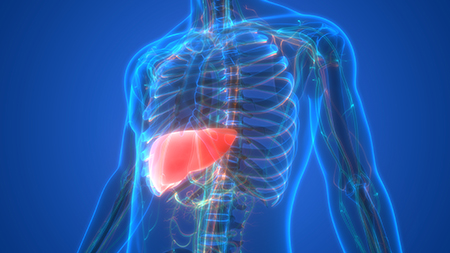 liver 