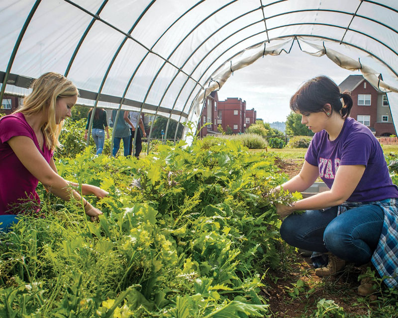 students working with plants