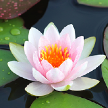 Overview of UAB Wellness Resources