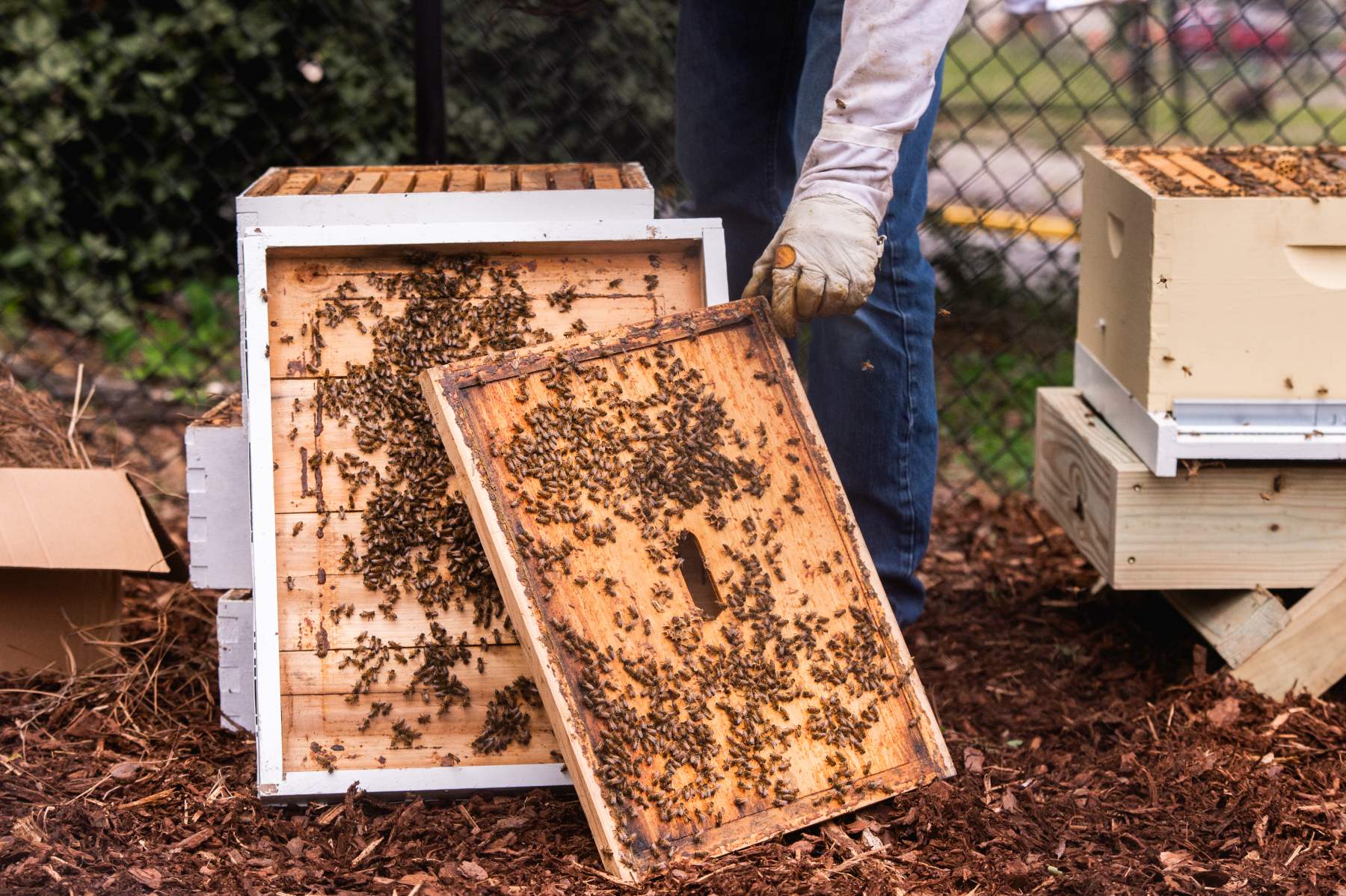 beehive